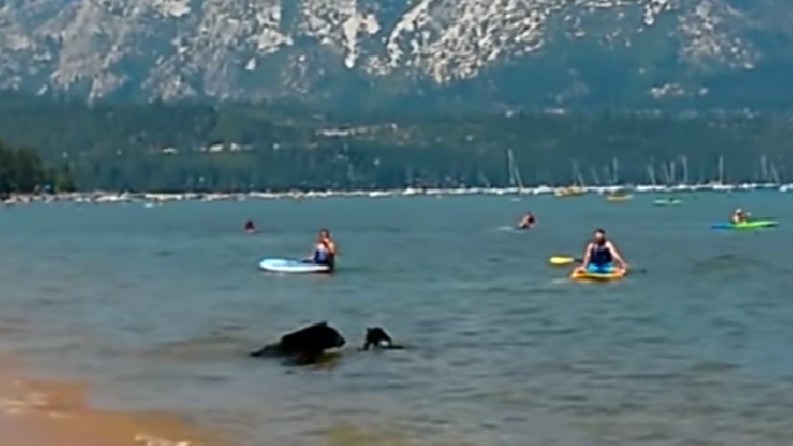 Badgästerna får sin livs chock när de tittar mot strandkanten