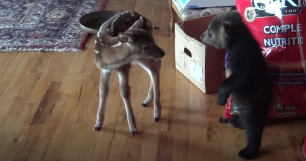 Den lilla björnungen sprider kärlek till sin nya bästis - kan inte sluta visa kärlek