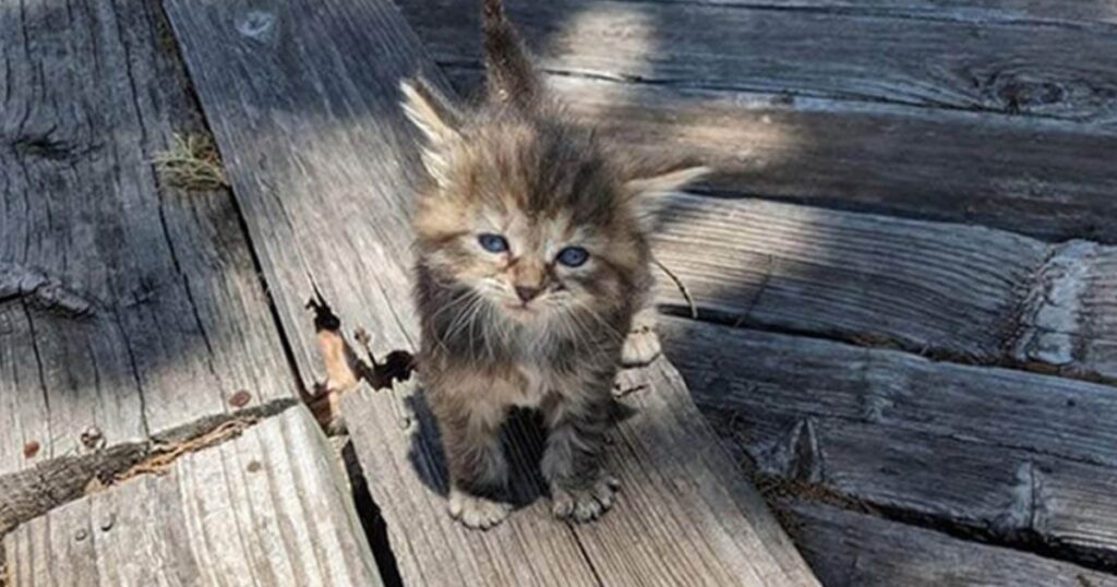 Dagens kluring: Det finns två katter på bilden - kan du hitta båda?