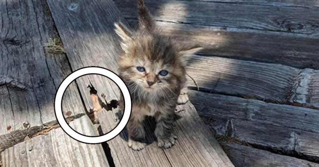 Dagens kluring: Det finns två katter på bilden - kan du hitta båda? Svaret!