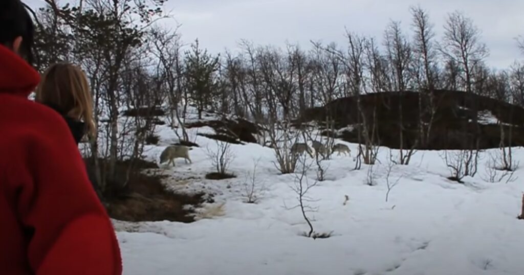 En flock vargar kommer springande rakt mot dem - det som händer sen överraskar oss alla