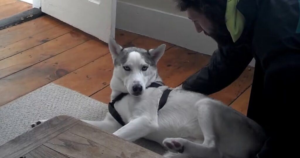 Han frågar sin Huskey om han är redo för hunddagis – svaret är bara så underbart