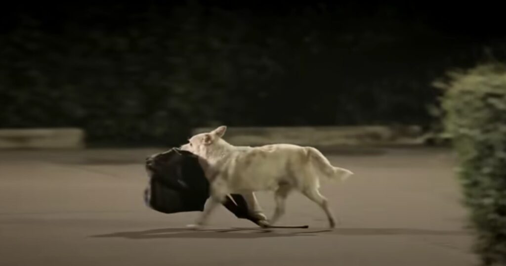 Han gav mat till en hungrig och herrelös hund - och han fick mer än tiofalt tillbaka