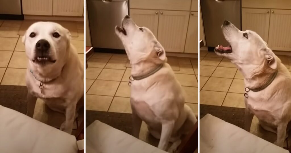 Hunden försöker berätta något för sin matte – lyssna noga nu och försök att hålla dig för skratt