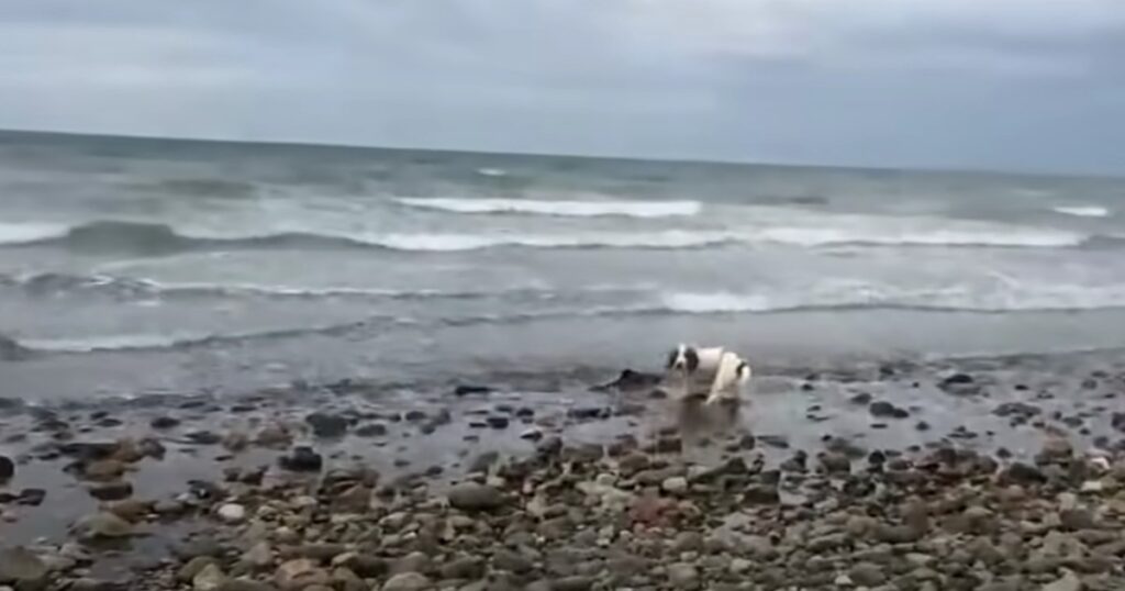 Hunden skällde i panik på stranden – då upptäckte han något som fick honom att agera snabbt