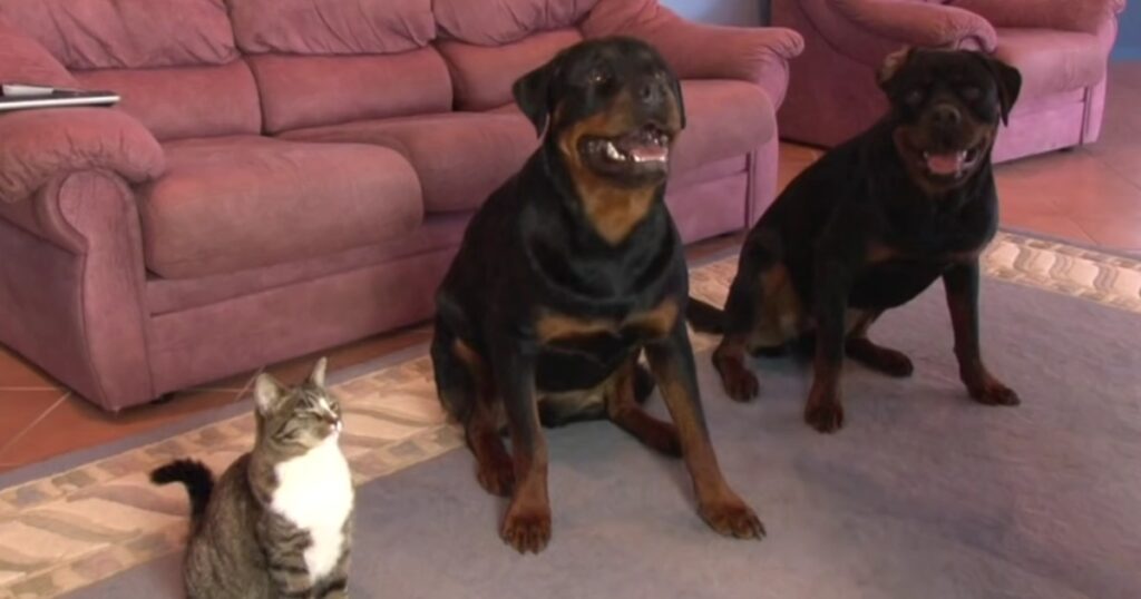 Husse ger hundarna instruktioner – men vänta bara tills du ser vad katten gör