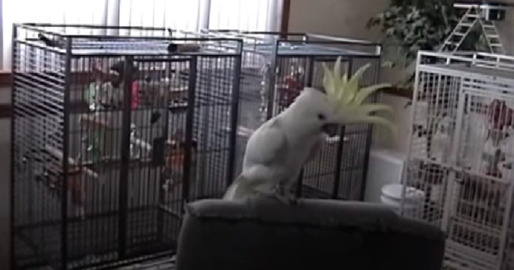 Kakaduan sitter helt stilla och tar det lugnt - se bara nu när musiken kommer igång