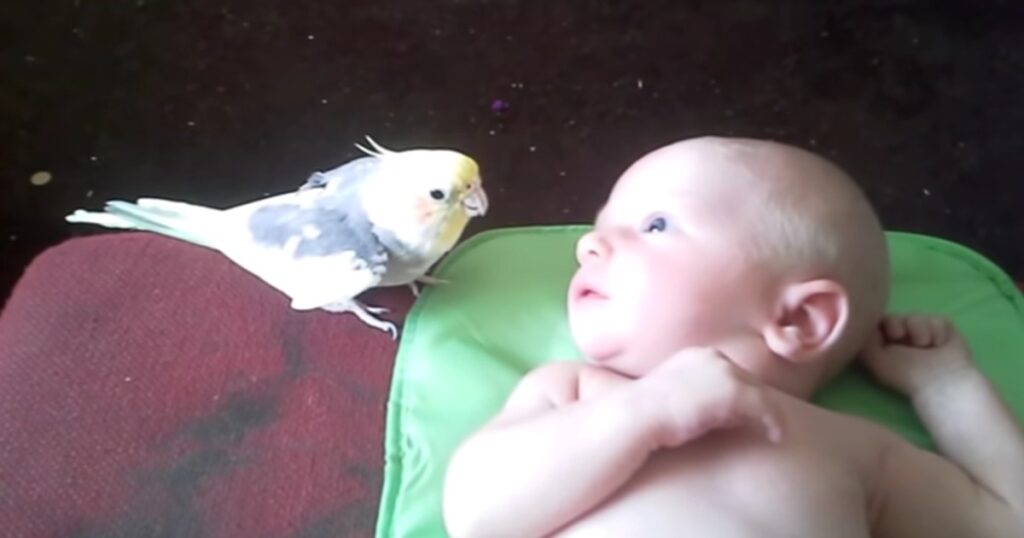 Kakaduan sjunger en godnattsång för den lilla bebisen - det här får allas hjärtan att smälta