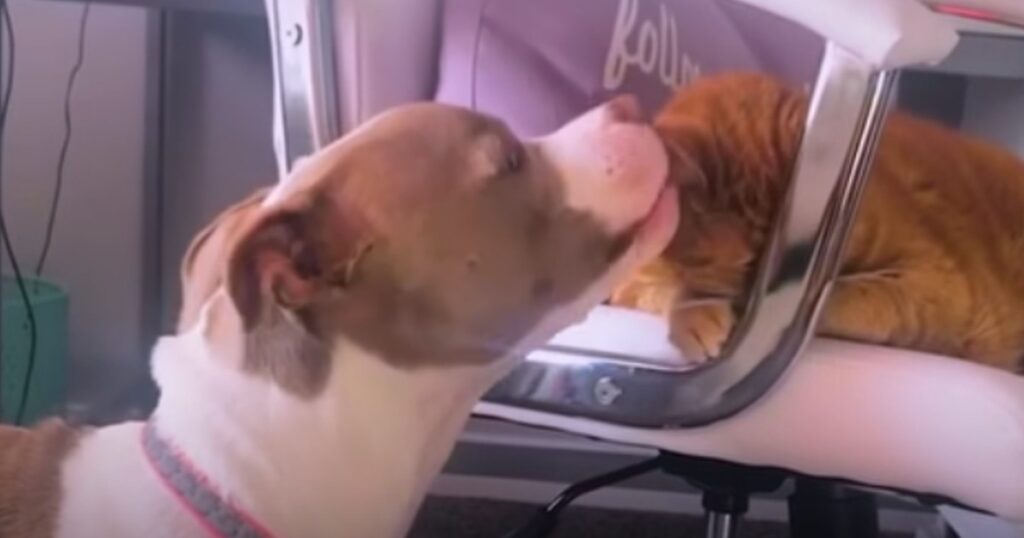 Kattungarnas upplyftande gärning: Återställer livsglädjen hos en hjärtekrossad hund!