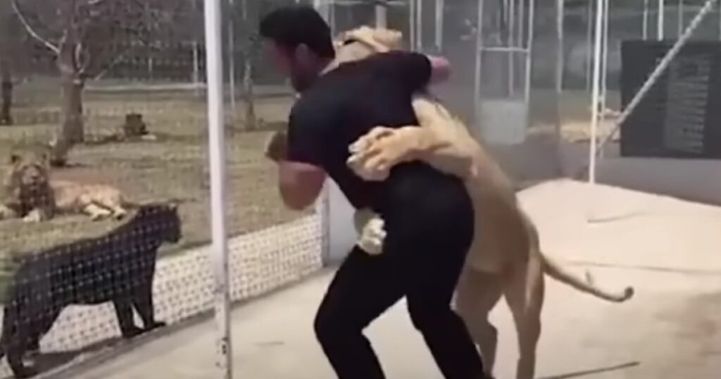 Mannen återförenas med lejonet efter 7 år – det här ögonblicket chockar alla