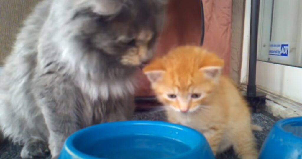 Ömsint kattmamma lär sin lilla kattunge kosten att dricka – helt bedårande