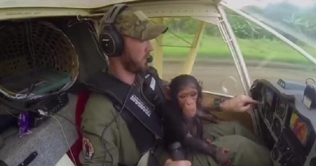 Schimpansungen agerar andrepilot - det här är ju hur underbart som helst att se