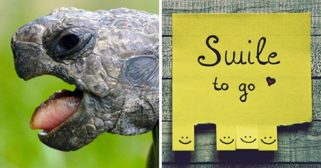 Sköldpaddorna ger sig ut på äventyr – det här kommer garanterat få dig att le